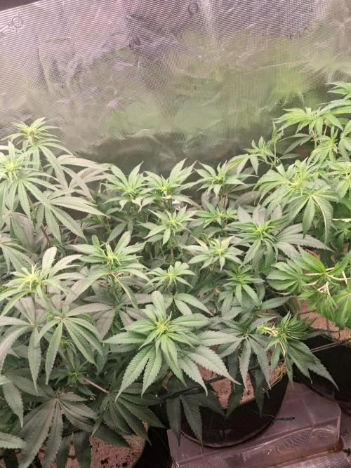 Dutch Passion Seed Company 🍊🐟🍇. Week 8