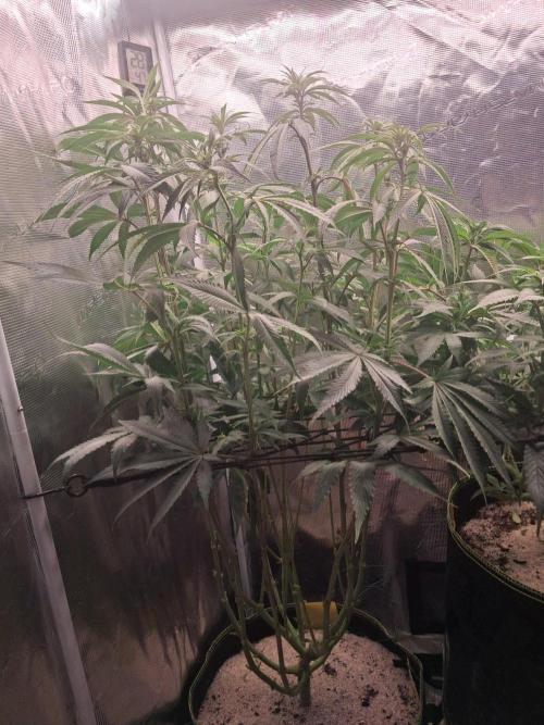 Dutch Passion Seed Company 🍊🐟🍇. Week 8