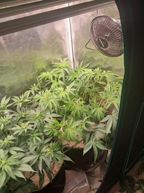 Dutch Passion Seed Company 🍊🐟🍇. Week 8