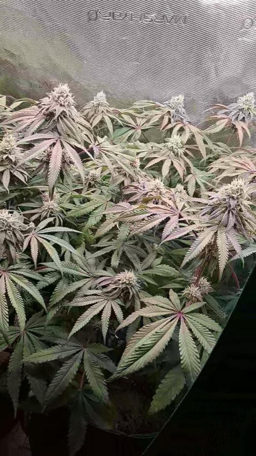 Dutch Passion Seed Company 🍊🐟🍇