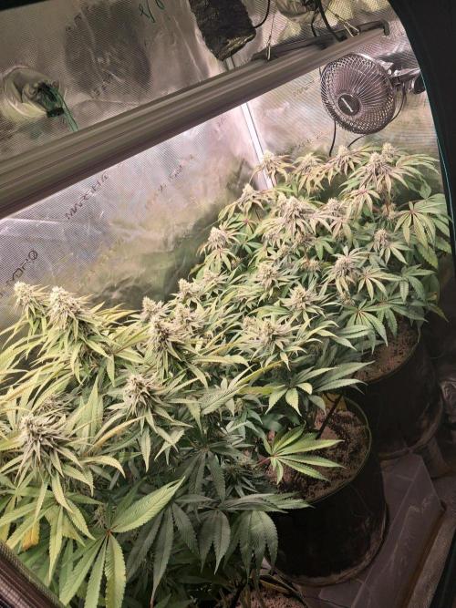 Dutch Passion Seed Company 🍊🐟🍇. Week 10