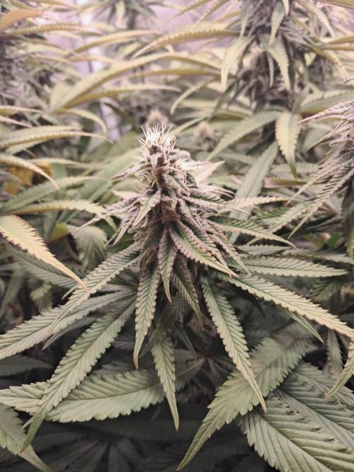 Dutch Passion Seed Company 🍊🐟🍇. Week 10