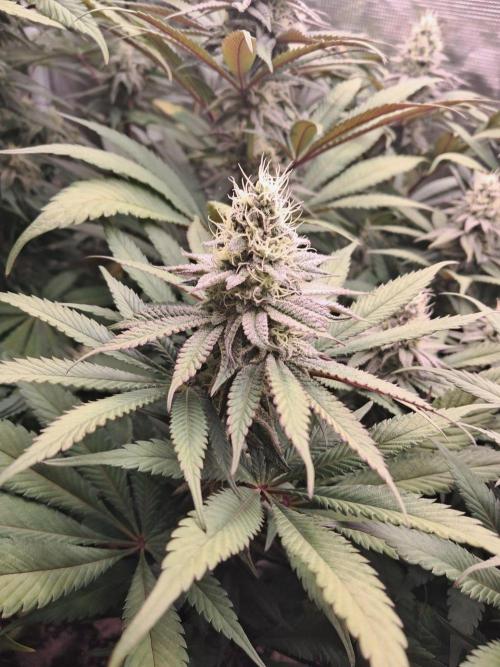 Dutch Passion Seed Company 🍊🐟🍇. Week 10