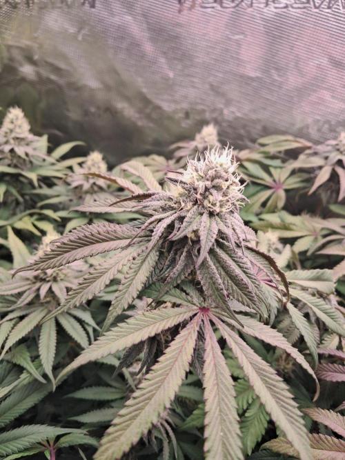 Dutch Passion Seed Company 🍊🐟🍇. Week 10