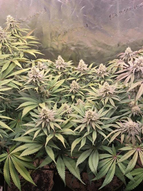 Dutch Passion Seed Company 🍊🐟🍇. Week 11