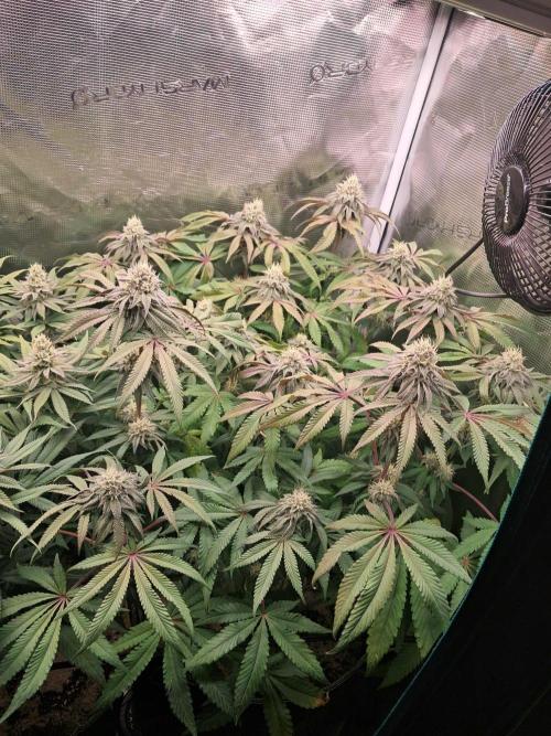 Dutch Passion Seed Company 🍊🐟🍇. Week 11