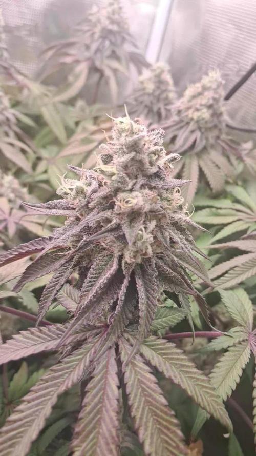 Dutch Passion Seed Company 🍊🐟🍇