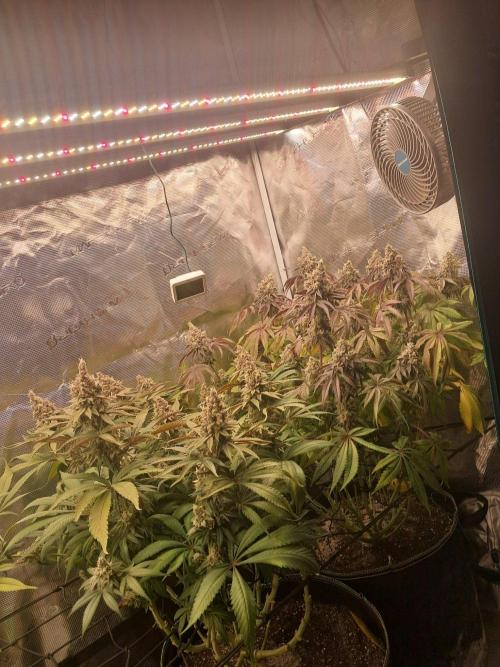 Dutch Passion Seed Company 🍊🐟🍇. Week 13