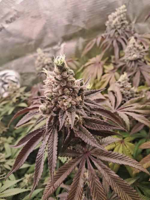 Dutch Passion Seed Company 🍊🐟🍇. Week 13