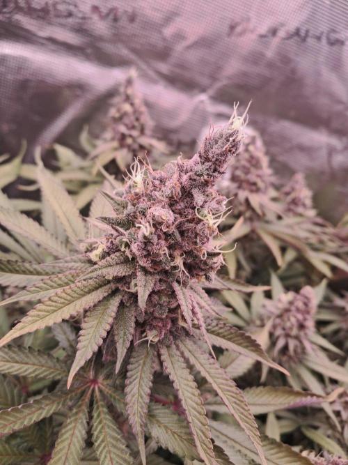 Dutch Passion Seed Company 🍊🐟🍇. Week 13