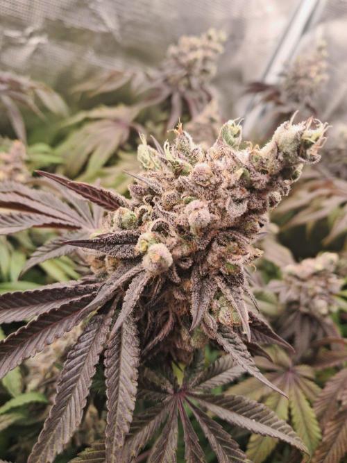 Dutch Passion Seed Company 🍊🐟🍇. Week 14