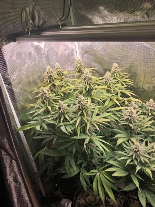 Dutch Passion Seed Company 🍊🐟🍇. Week 14