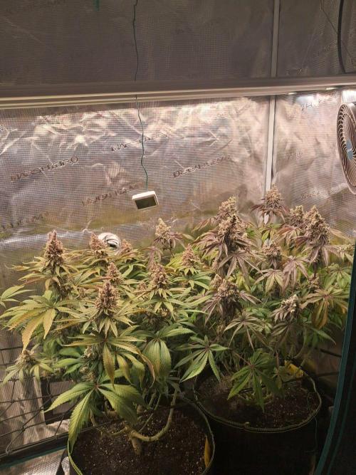 Dutch Passion Seed Company 🍊🐟🍇. Week 14