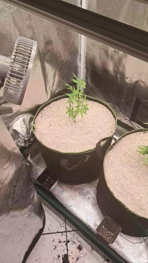 MJ Cuts - Barneyfarms 🍁