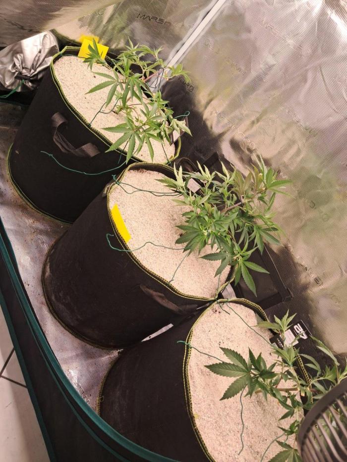 MJ Cuts - Barneyfarms 🍁. Week 2