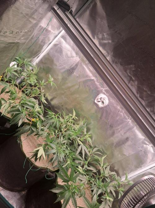 MJ Cuts - Barneyfarms 🍁. Week 3