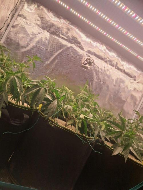 MJ Cuts - Barneyfarms 🍁. Week 3