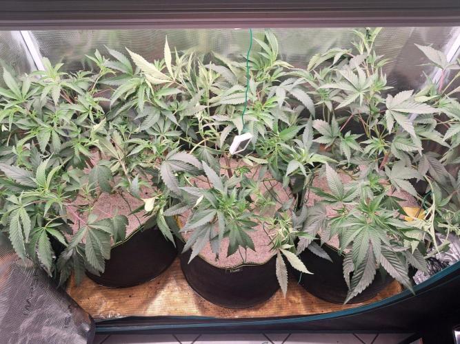 MJ Cuts - Barneyfarms 🍁. Week 4