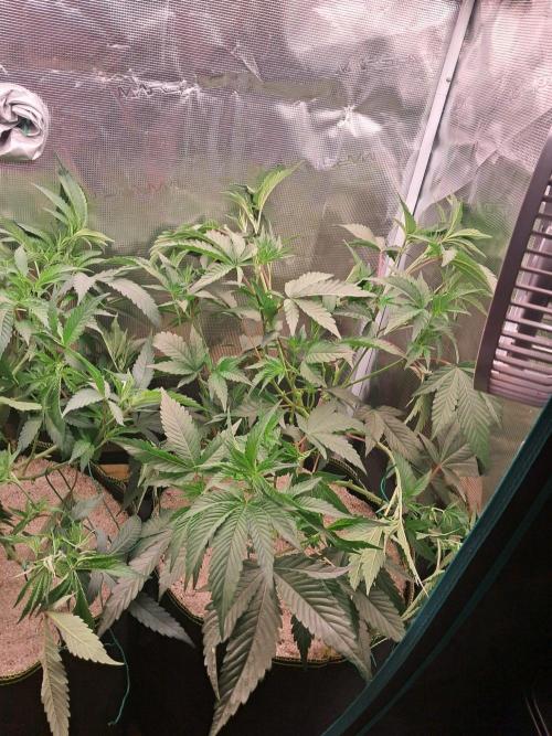 MJ Cuts - Barneyfarms 🍁. Week 4
