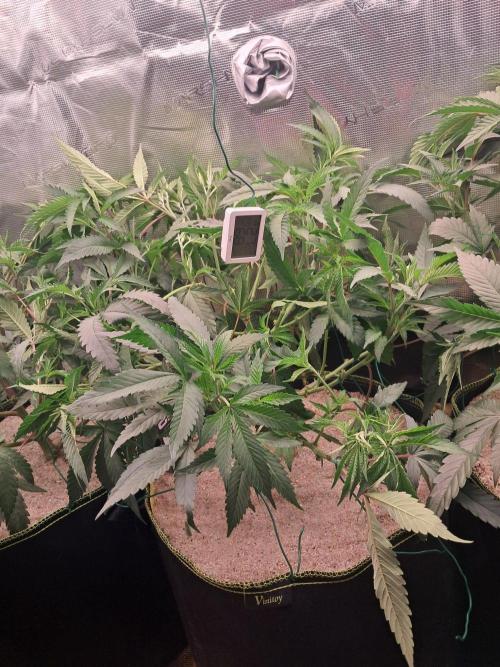 MJ Cuts - Barneyfarms 🍁. Week 4