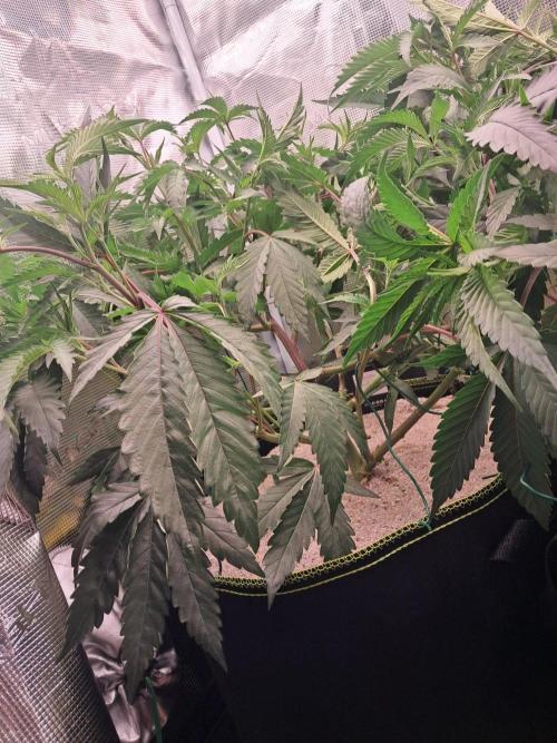 MJ Cuts - Barneyfarms 🍁. Week 4