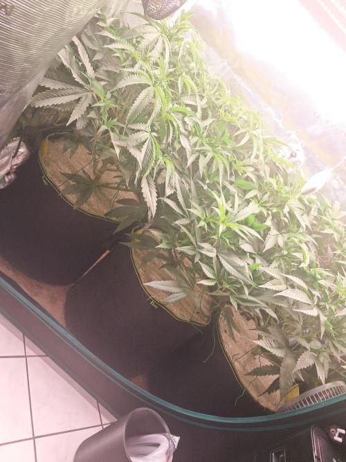 MJ Cuts - Barneyfarms 🍁. Week 5