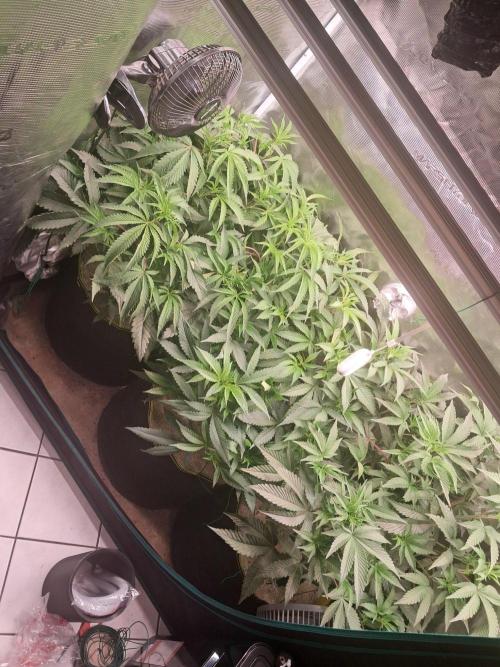 MJ Cuts - Barneyfarms 🍁. Week 5
