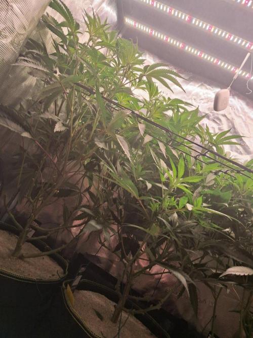MJ Cuts - Barneyfarms 🍁. Week 6