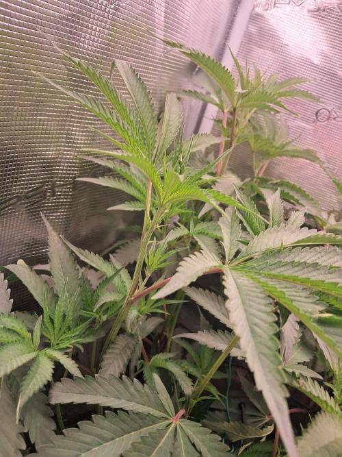 MJ Cuts - Barneyfarms 🍁. Week 6