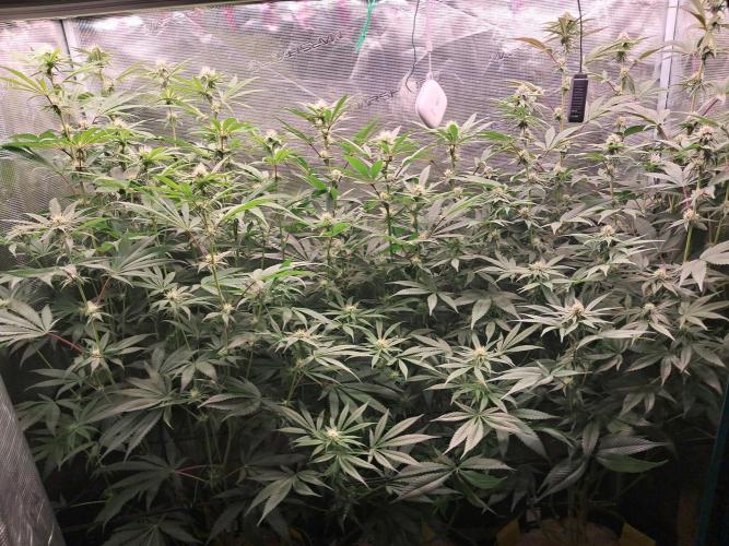 MJ Cuts - Barneyfarms 🍁. Week 8