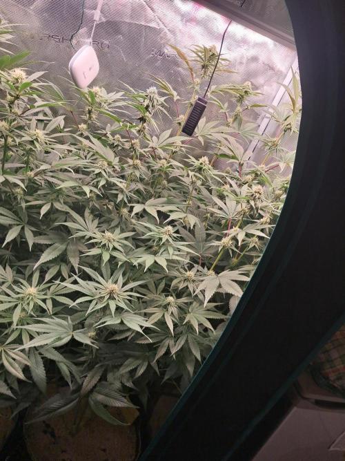 MJ Cuts - Barneyfarms 🍁. Week 8