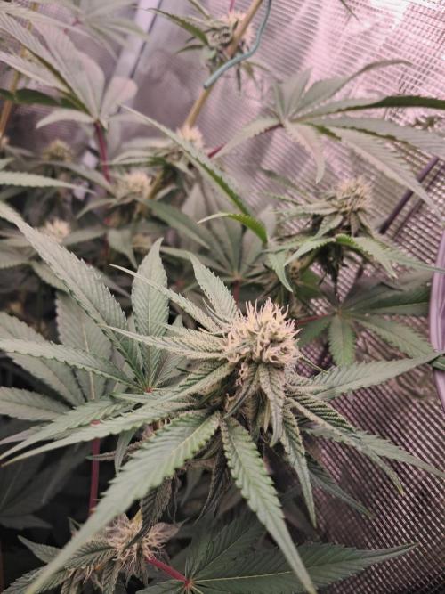 MJ Cuts - Barneyfarms 🍁. Week 8