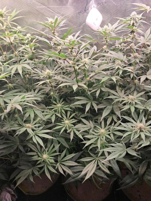 MJ Cuts - Barneyfarms 🍁. Week 8