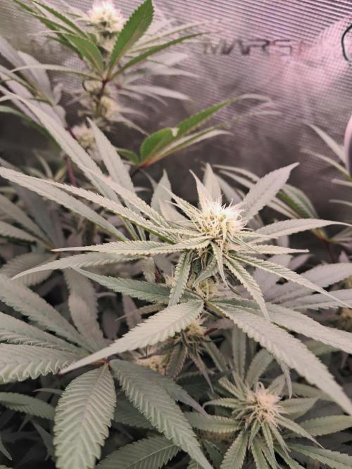 MJ Cuts - Barneyfarms 🍁. Week 8