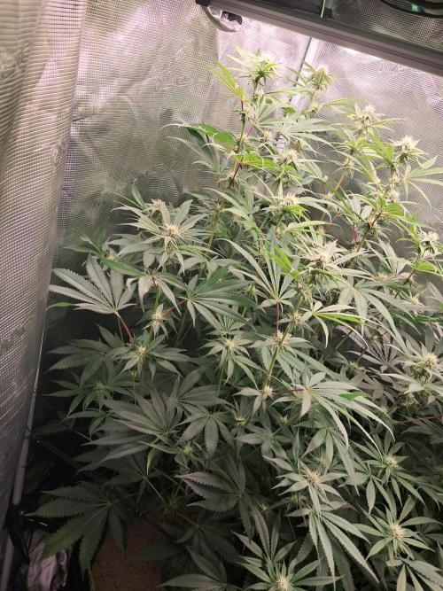MJ Cuts - Barneyfarms 🍁. Week 8