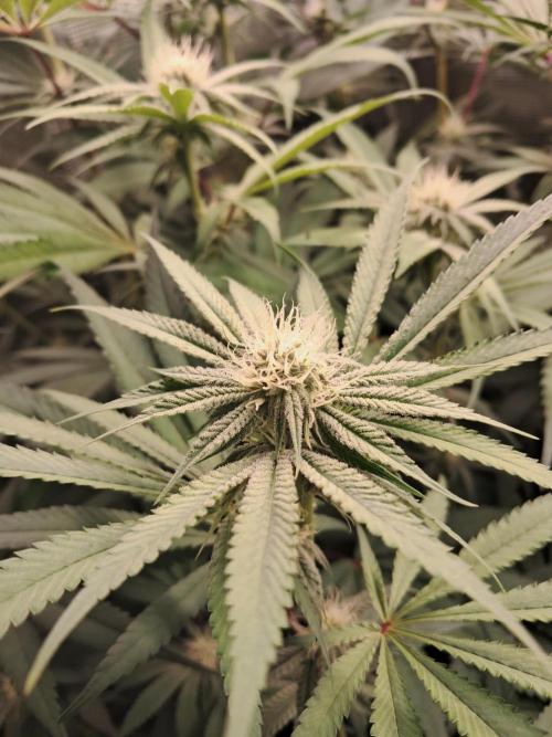 MJ Cuts - Barneyfarms 🍁. Week 8