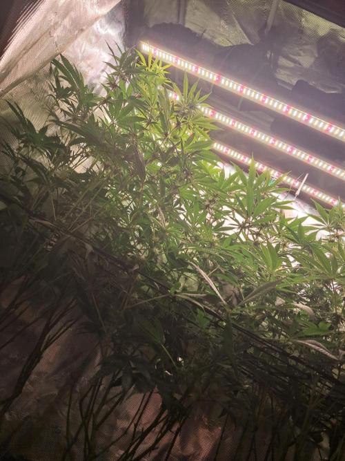 MJ Cuts - Barneyfarms 🍁. Week 8