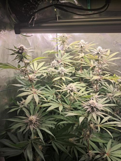 MJ Cuts - Barneyfarms 🍁. Week 9