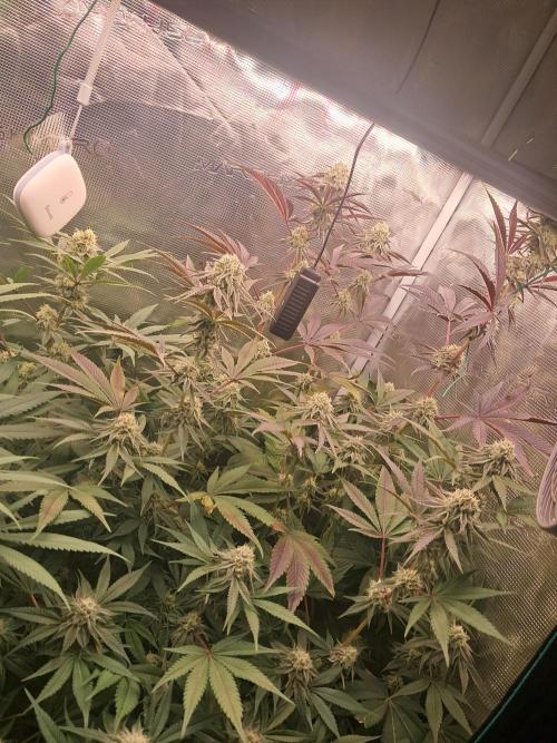 MJ Cuts - Barneyfarms 🍁. Week 9
