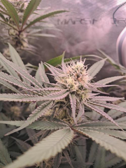 MJ Cuts - Barneyfarms 🍁. Week 9