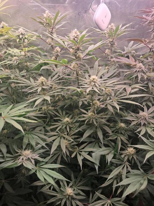 MJ Cuts - Barneyfarms 🍁. Week 9