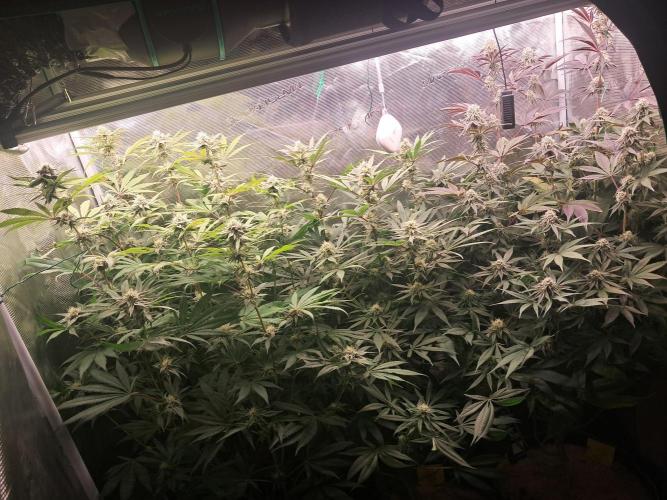 MJ Cuts - Barneyfarms 🍁. Week 9