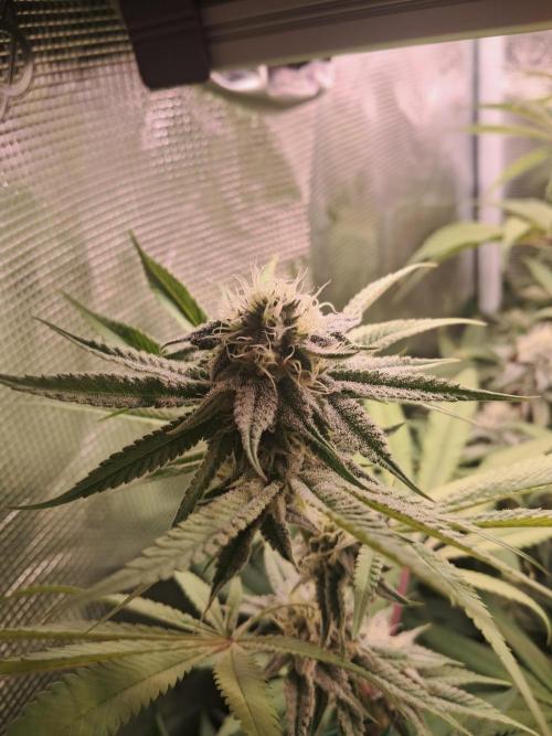 MJ Cuts - Barneyfarms 🍁. Week 9