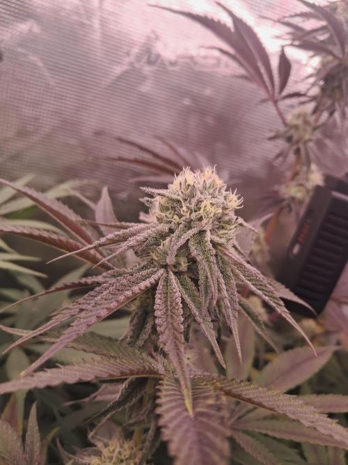 MJ Cuts - Barneyfarms 🍁. Week 9