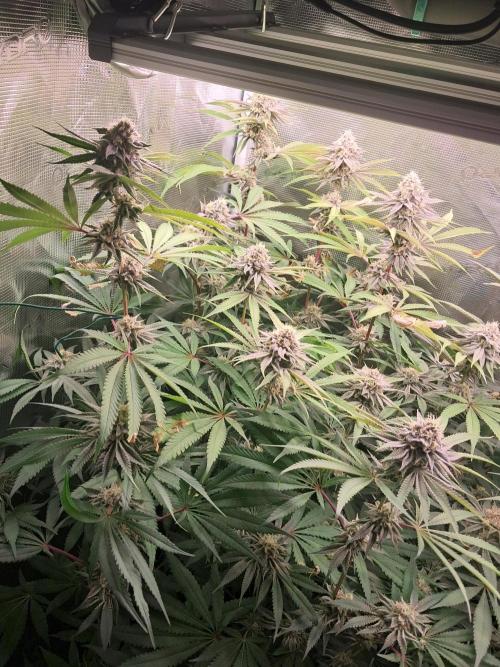 MJ Cuts - Barneyfarms 🍁. Week 10