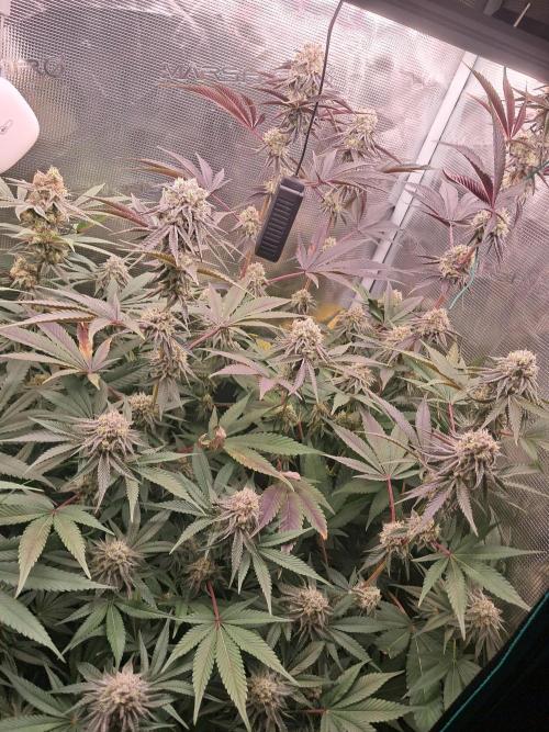 MJ Cuts - Barneyfarms 🍁. Week 10