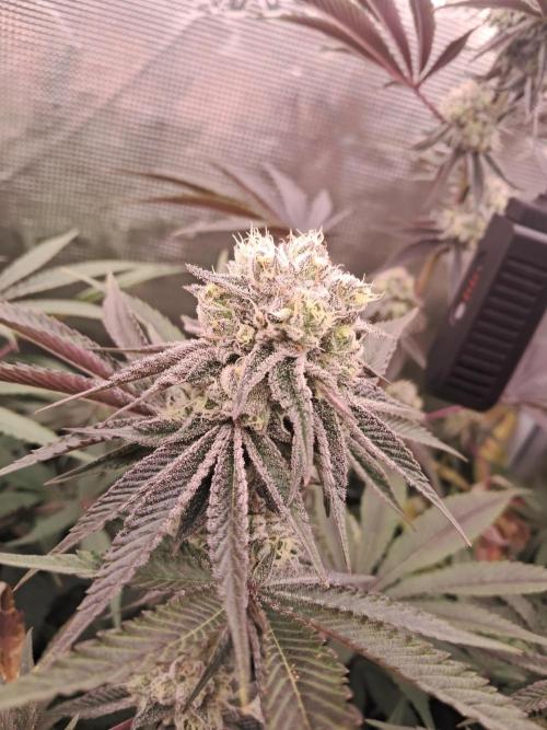 MJ Cuts - Barneyfarms 🍁. Week 10