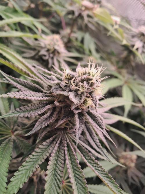 MJ Cuts - Barneyfarms 🍁. Week 10
