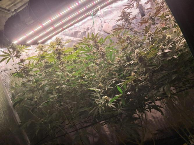 MJ Cuts - Barneyfarms 🍁. Week 10