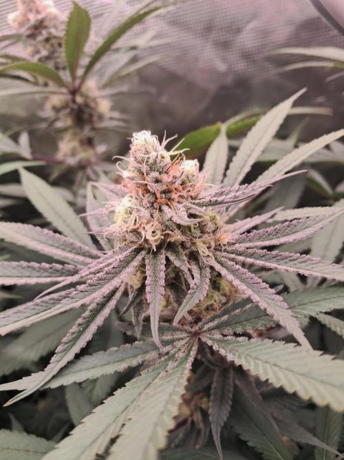 MJ Cuts - Barneyfarms 🍁. Week 10